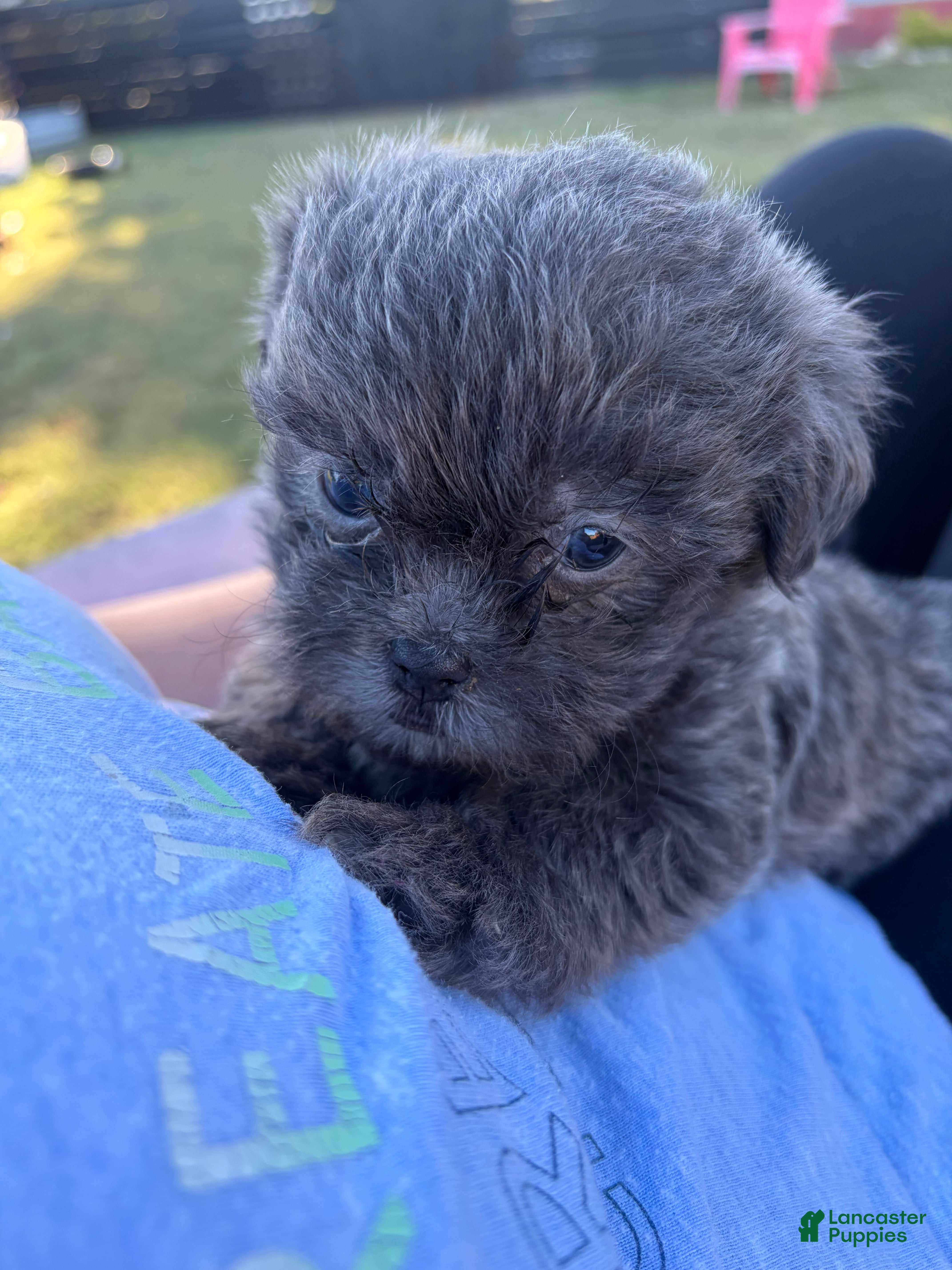 Shorkie dogs Shorkie 2 - Ad 1