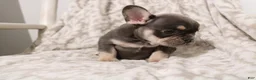 French Bulldog dogs for sale: Lucky - Ad 4