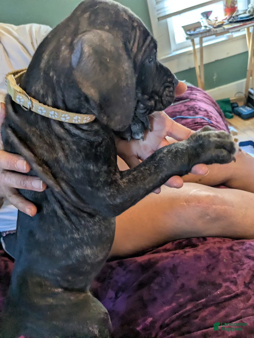 Presa Canario dogs for sale: Presa Canario 14 - Ad 1