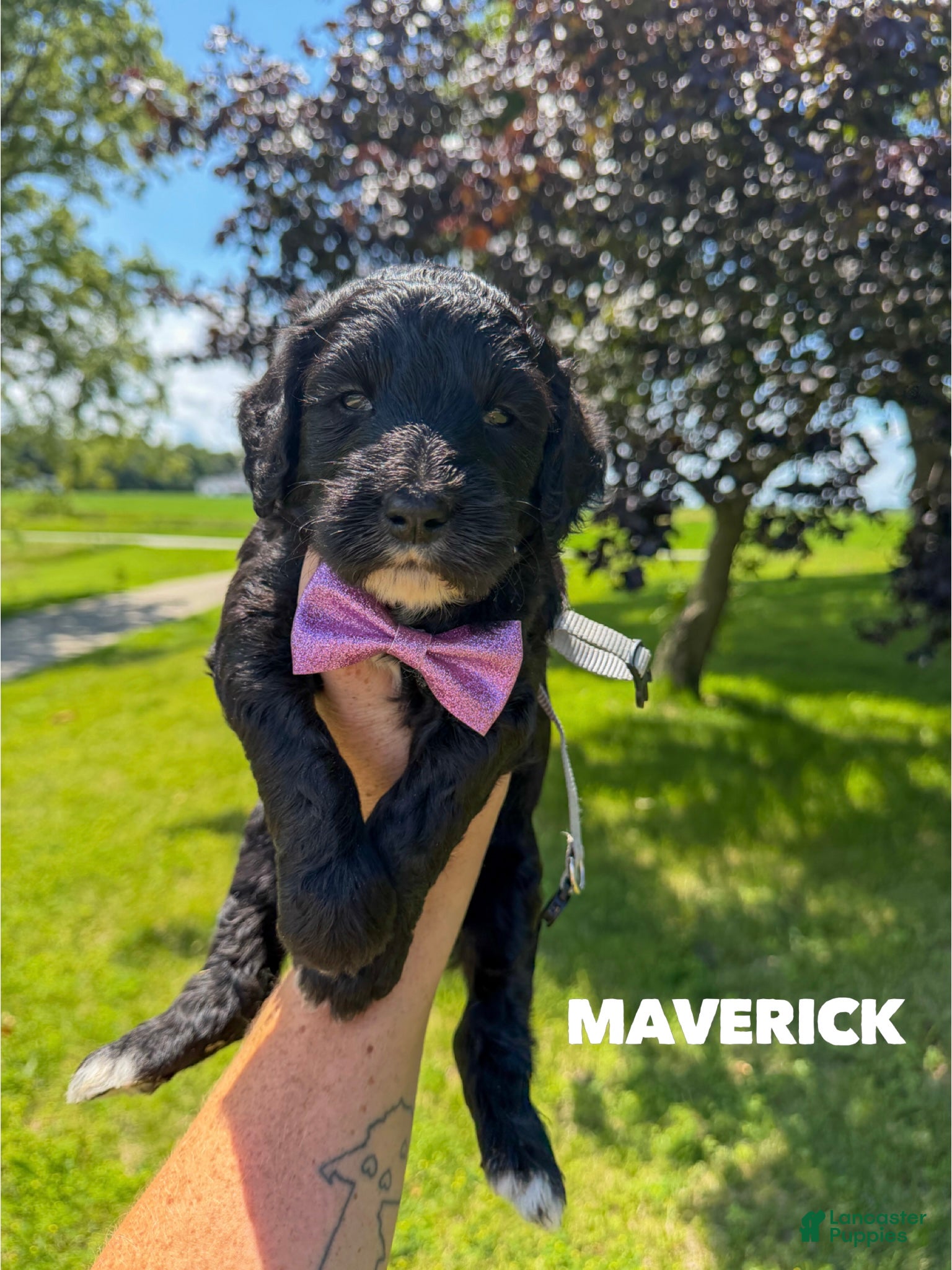 Goldendoodle dogs Maverick - F1b - Ad 1