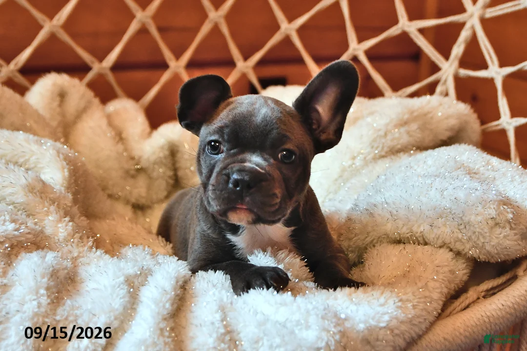 Frenchton dogs for sale: Pollie - Ad 1