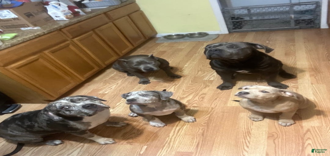 Gallery Image {{count}}