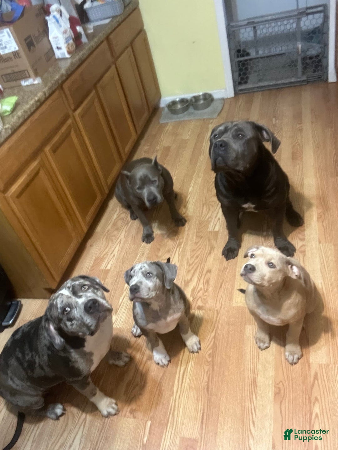 Gallery Image {{count}}