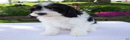 Cavapoo dogs for sale: Diesel - Ad 4