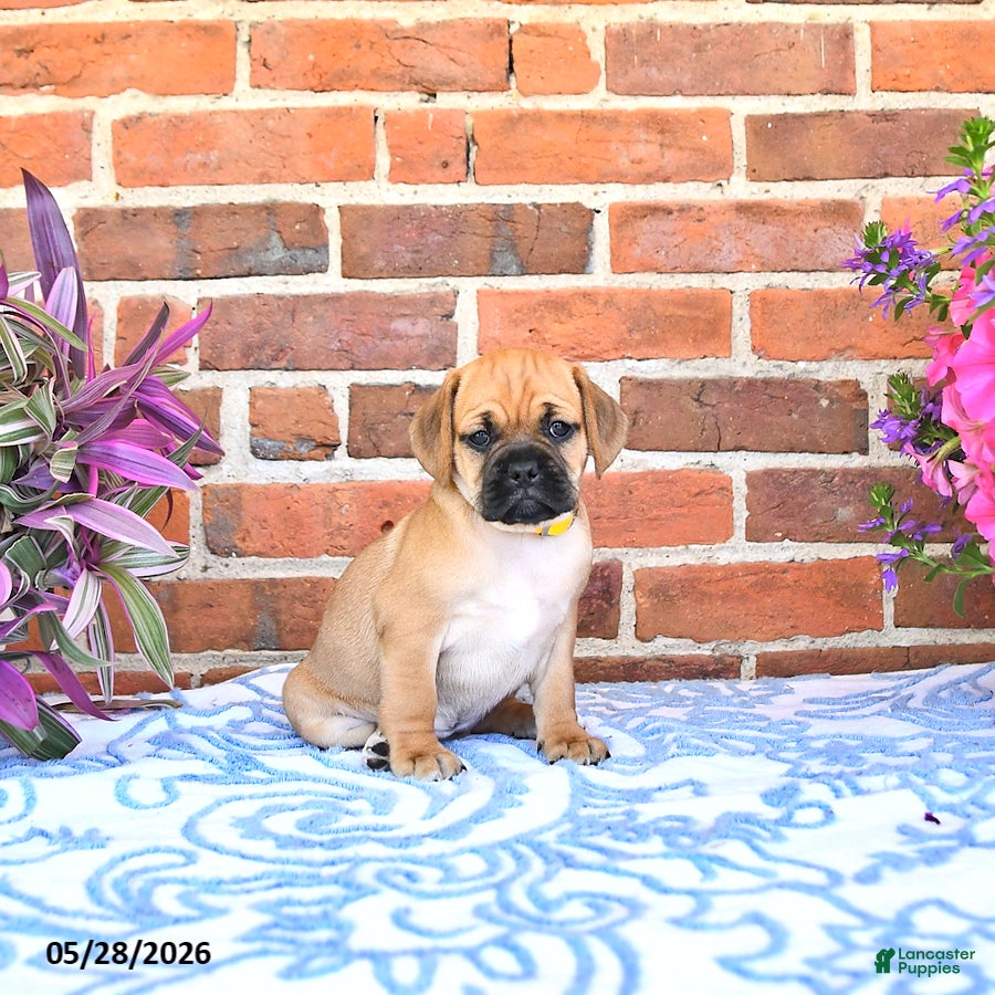 Puggle dogs Ramona - Ad 2