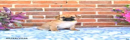 Puggle dogs for sale: Ramona - Ad 2