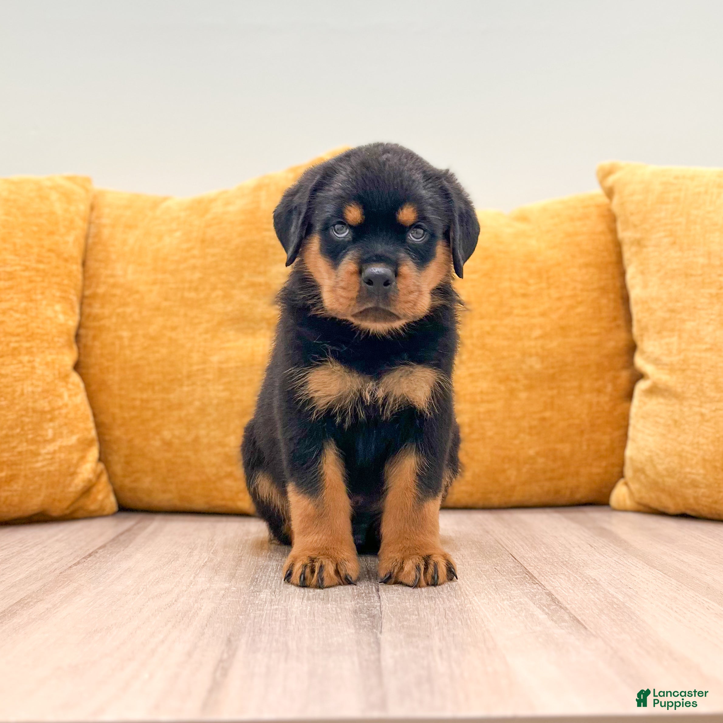 Rottweiler dogs Reed - Ad 1