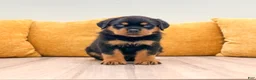 Rottweiler dogs for sale: Reed - Ad 1