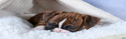 Boxer dogs for sale: Scarlett  - Ad 4