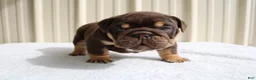 English Bulldog dogs for sale: Bucky - Ad 9