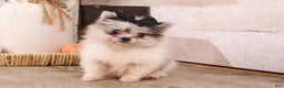 Pomeranian dogs for sale: Pomeranian Puppy 2 - Ad 3