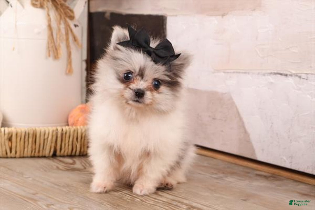 Pomeranian dogs for sale: Pomeranian Puppy 2 - Ad 3