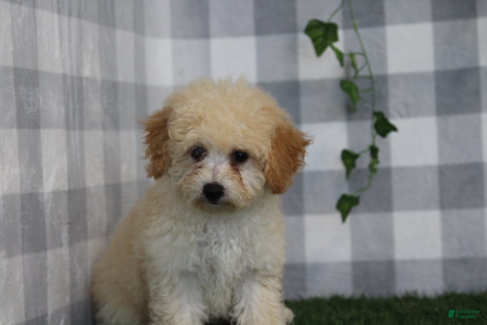 Bichpoo dogs Luna - Ad 1