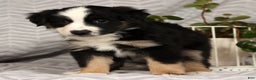 Miniature Australian Shepherd dogs for sale: Jane - Ad 4