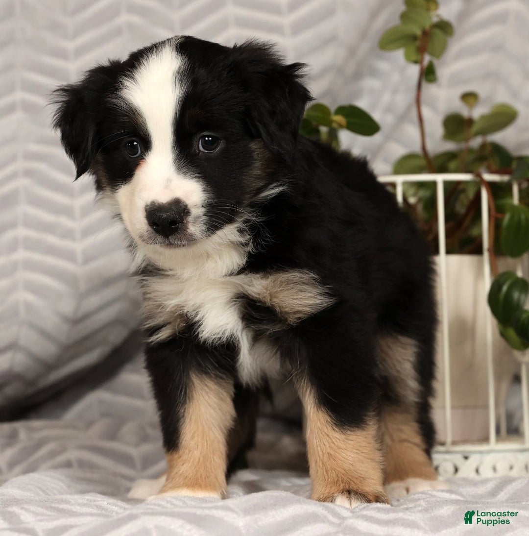 Miniature Australian Shepherd dogs for sale: Jane - Ad 4
