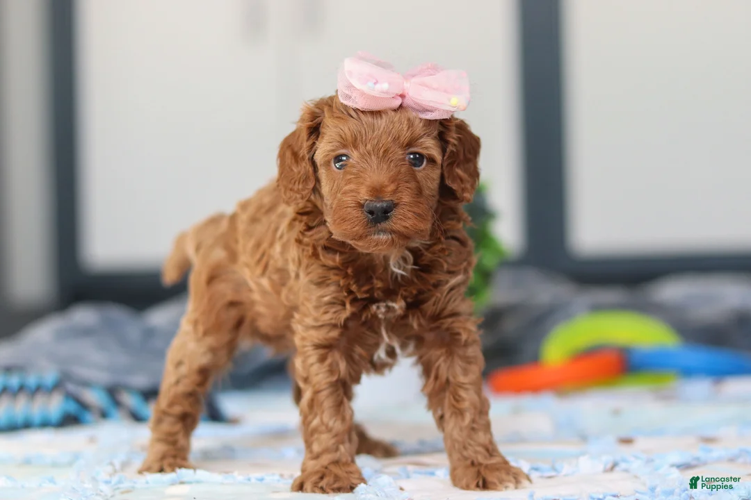 Mini Goldendoodle dogs for sale: Noli - Ad 5