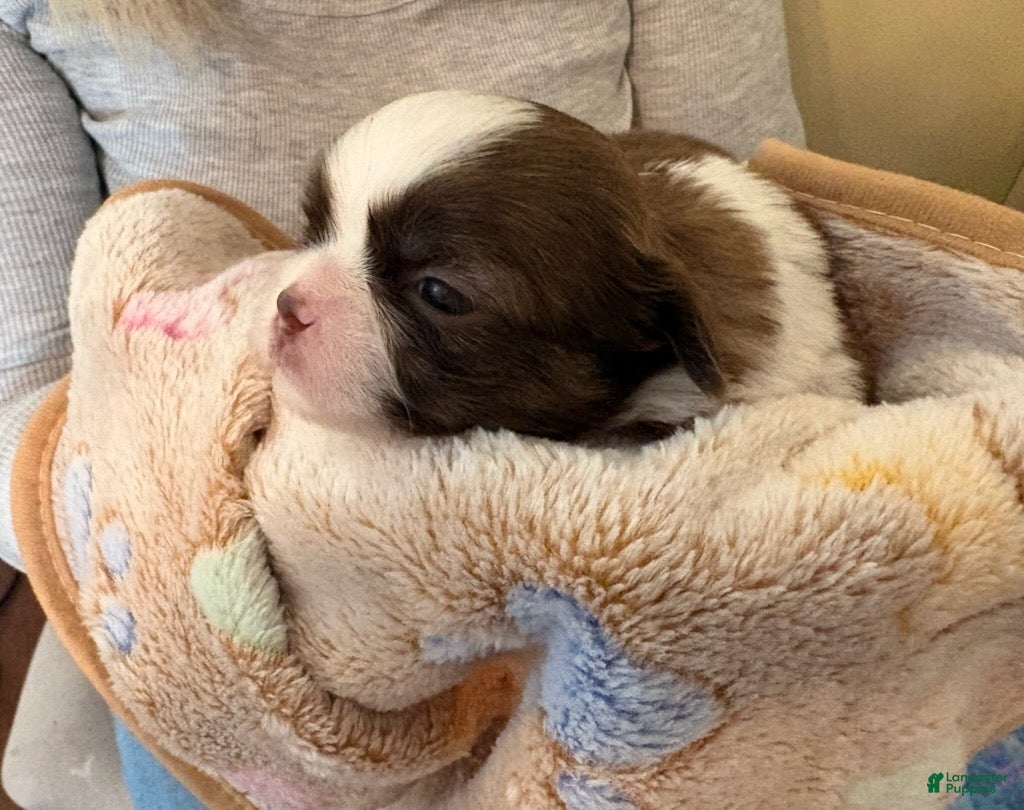 Shih Tzu dogs for sale: Xander - Ad 2