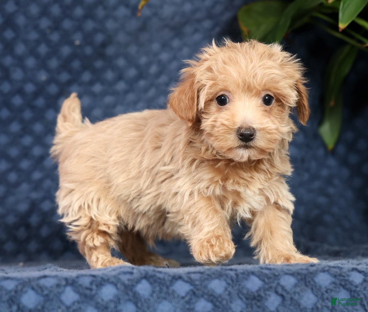 Havapoo dogs Randy - Ad 1