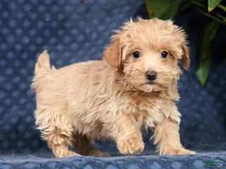 Havapoo dogs for sale: Randy - Ad 4