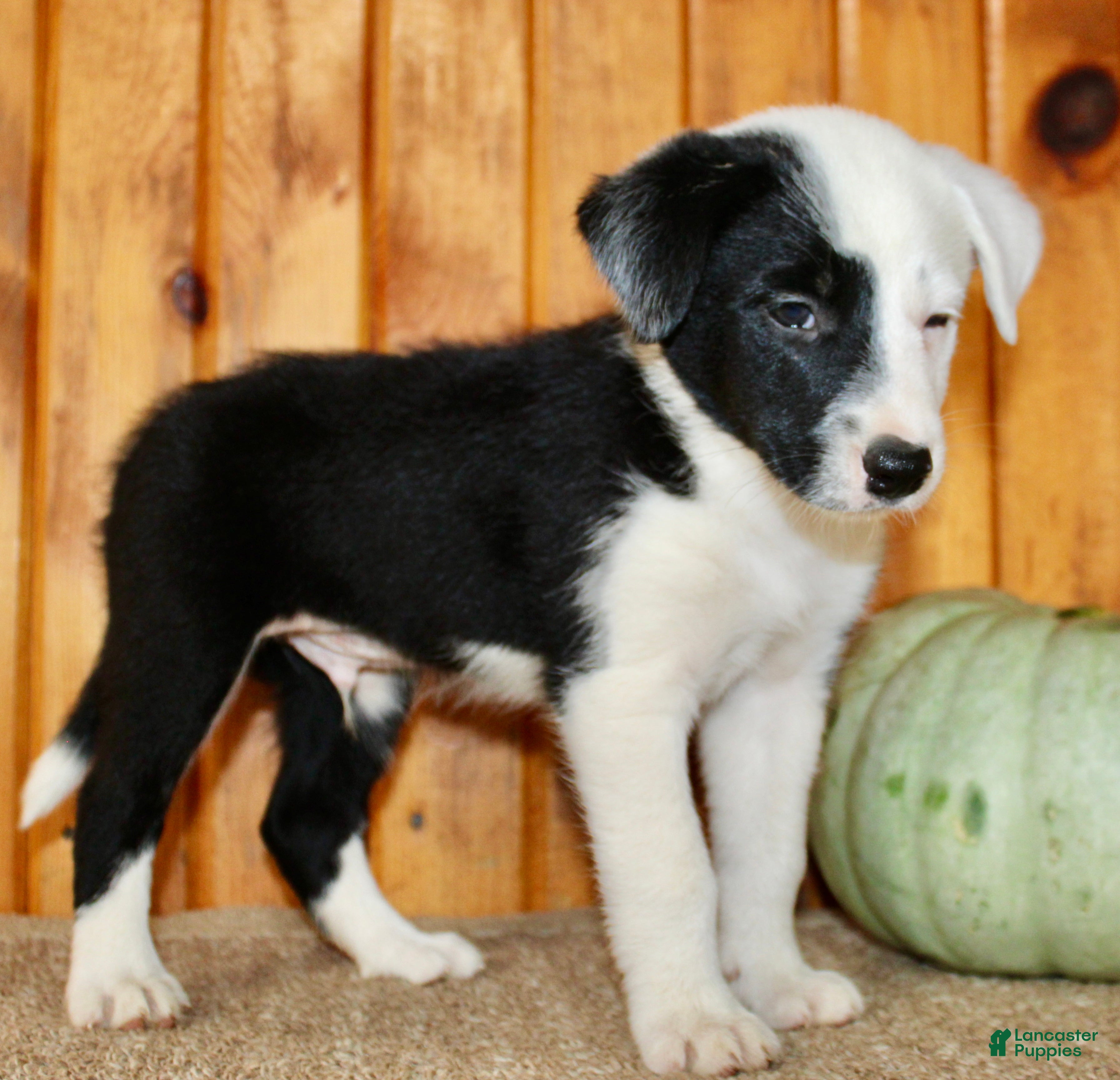 Border Collie dogs King - Ad 2