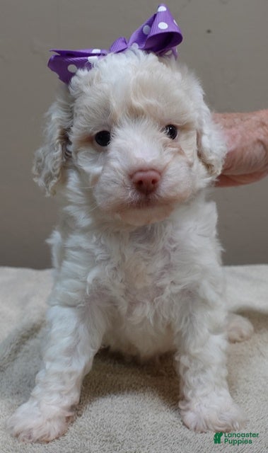 Toy Poodle dogs Effie cream parti female - Ad 11