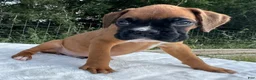 Boxer dogs for sale: Art - Ad 5