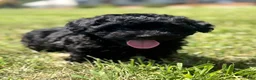 Mixed Breed dogs for sale: Homer - Ad 3