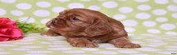 Cavalier King Charles Spaniel dogs for sale: Kenzie  - Ad 5