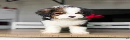 Mini Bernedoodle dogs for sale: Daffodil - Ad 3