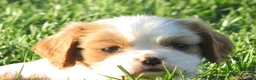 Cavalier King Charles Spaniel dogs for sale: Latte - Ad 8