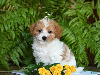 Mixed Breed dogs Charlie - Ad 28