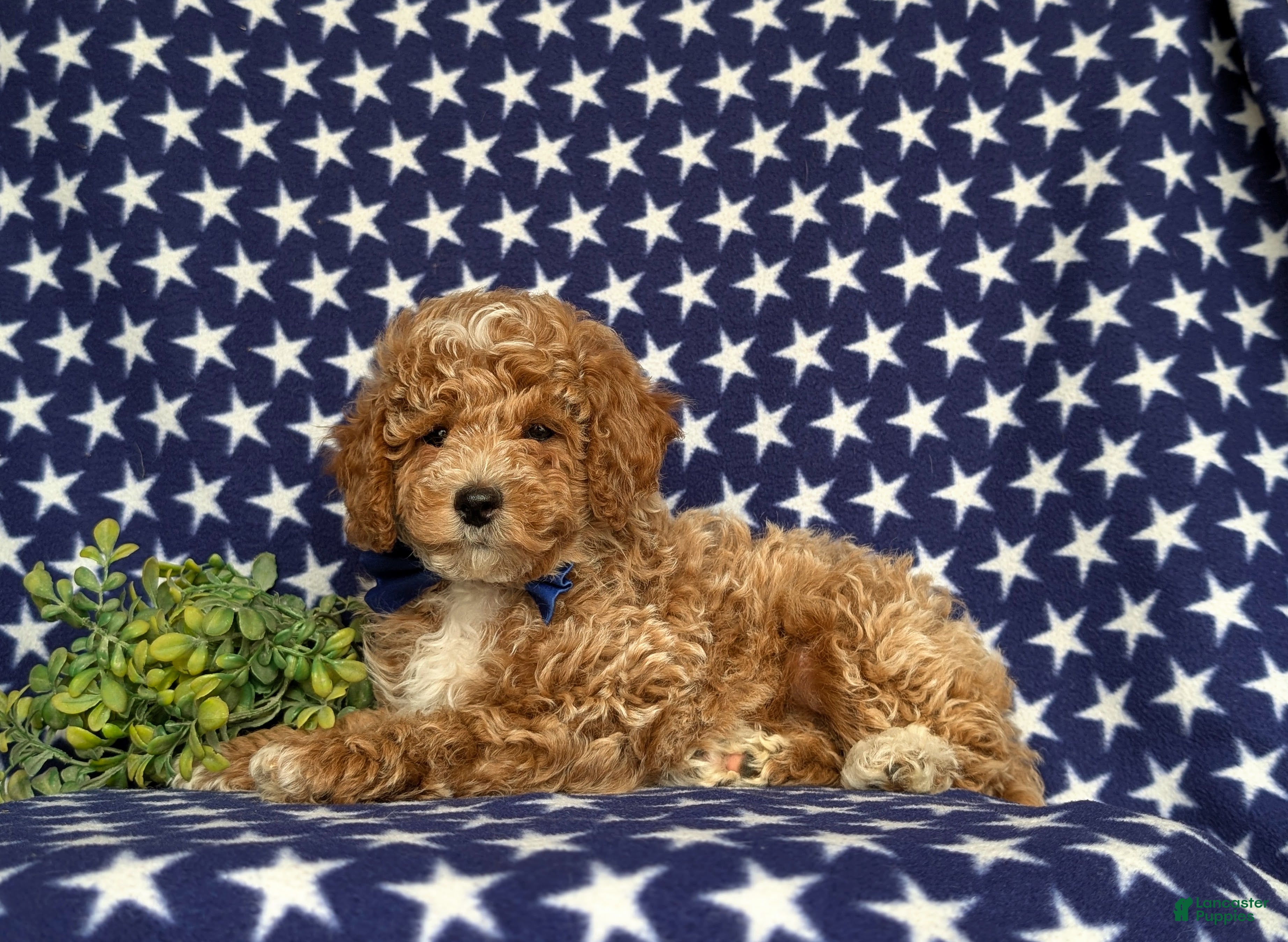 Miniature Poodle dogs for sale: Nygel - Ad 5