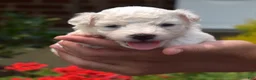 Bichon Frise dogs for sale: Glacier - Ad 3