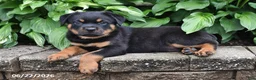 Rottweiler dogs for sale: Duke - Ad 4