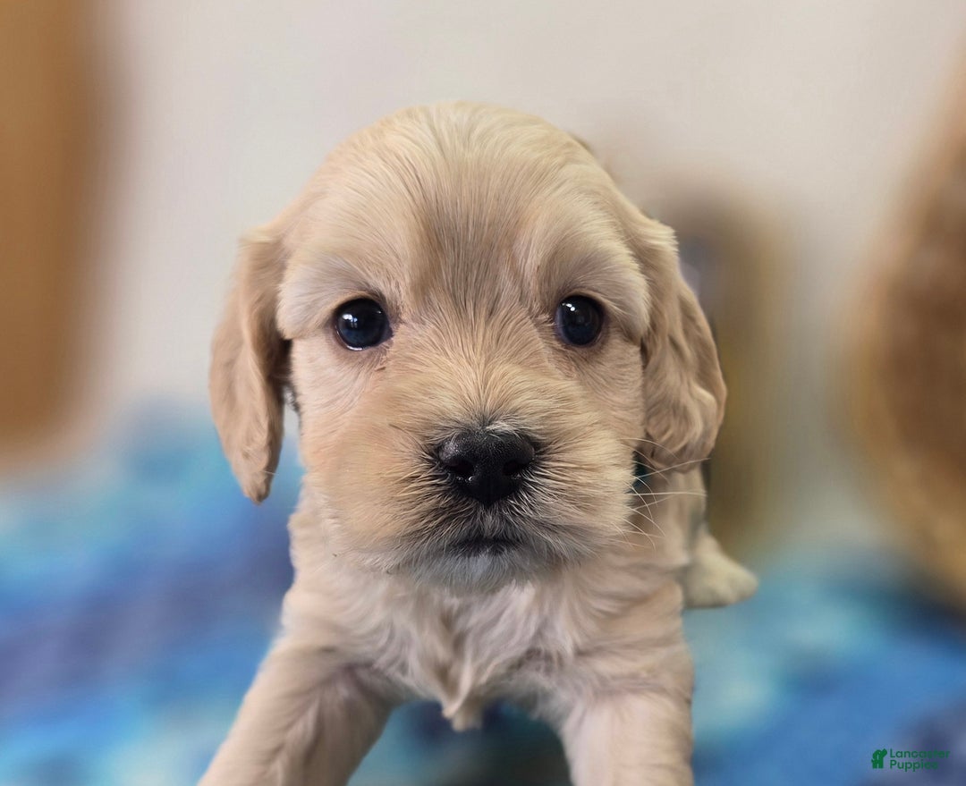 Cockapoo dogs for sale: Lieutenant Pete - Ad 34