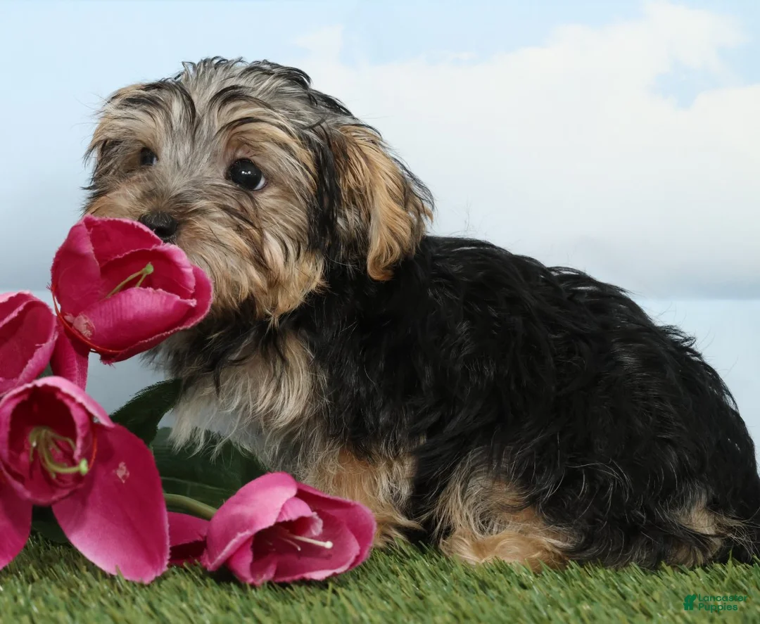 Yorkshire Terrier dogs for sale: Campton - Ad 1