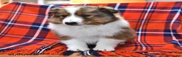 Shetland Sheepdog dogs for sale: Mr Christmas - Ad 2