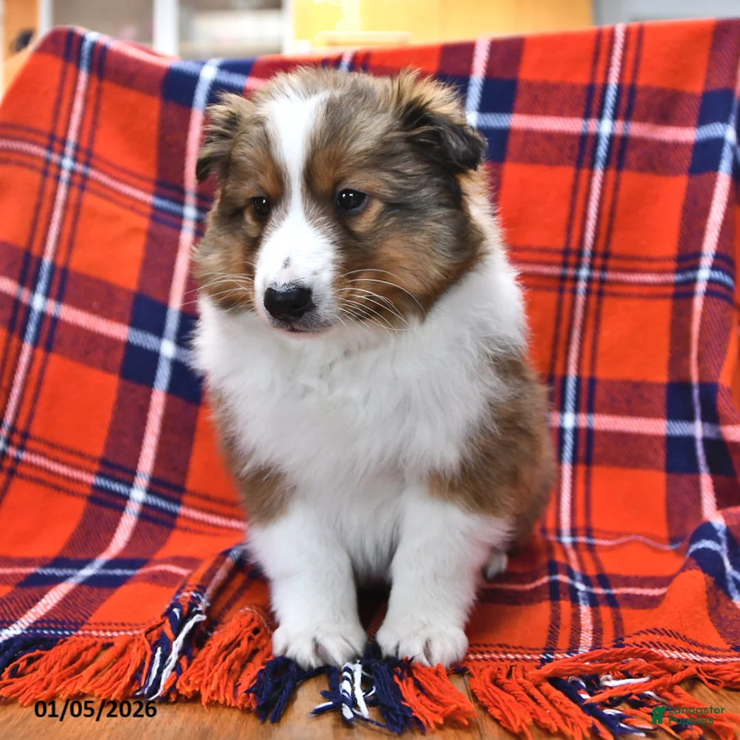Shetland Sheepdog dogs for sale: Mr Christmas - Ad 2