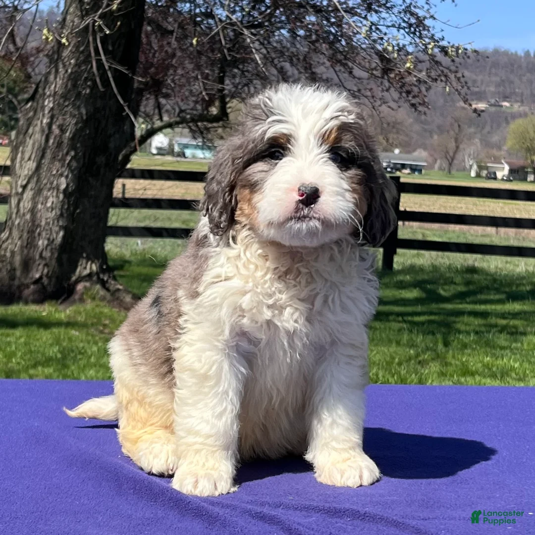 Bernedoodle dogs for sale: Layla - Ad 2