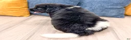 Newfoundland dogs for sale: Ranger - Ad 5