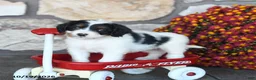 Mini Bernedoodle dogs for sale: Snickers - Ad 4