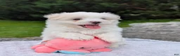 Maltese dogs for sale: Maltese 2 - Ad 1