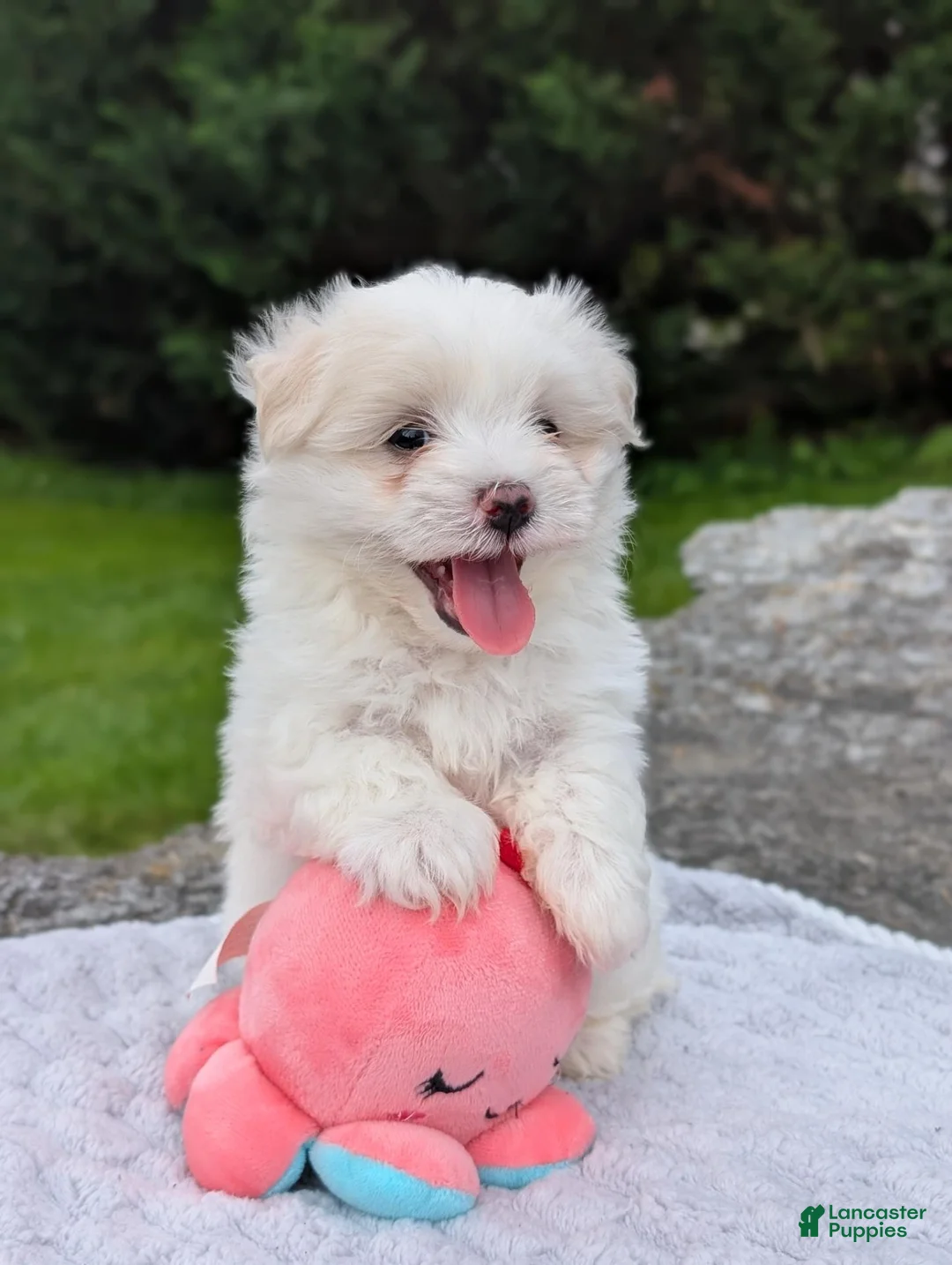 Maltese dogs for sale: Maltese 2 - Ad 1