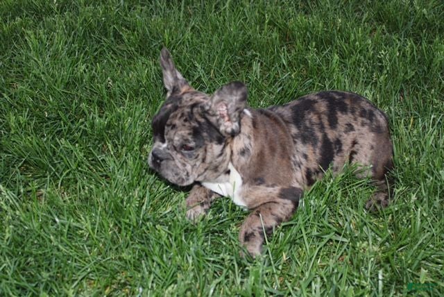French Bulldog dogs for sale: Daniel - Ad 4