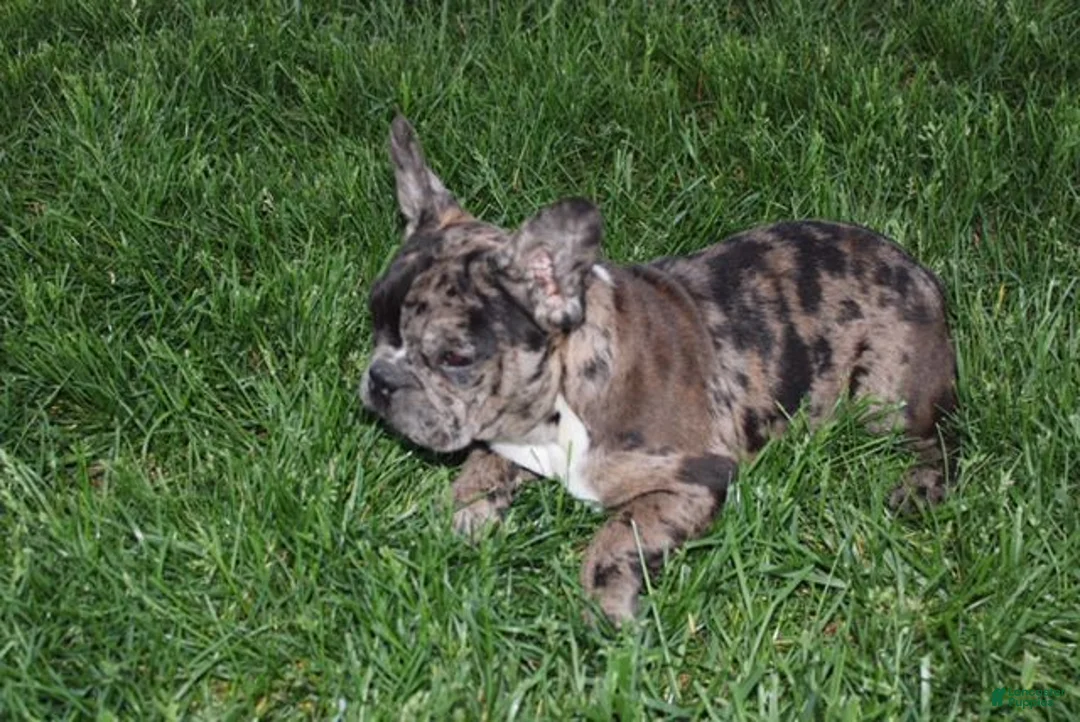 French Bulldog dogs for sale: Daniel - Ad 1