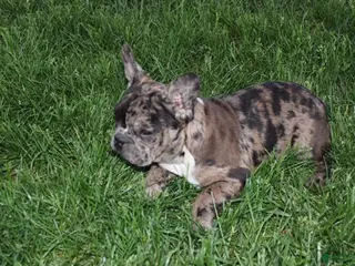 French Bulldog dogs for sale: Daniel - Ad 4