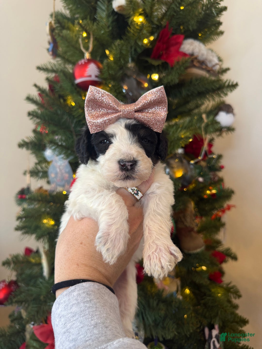 Mixed Breed dogs for sale: Felicity - Ad 2