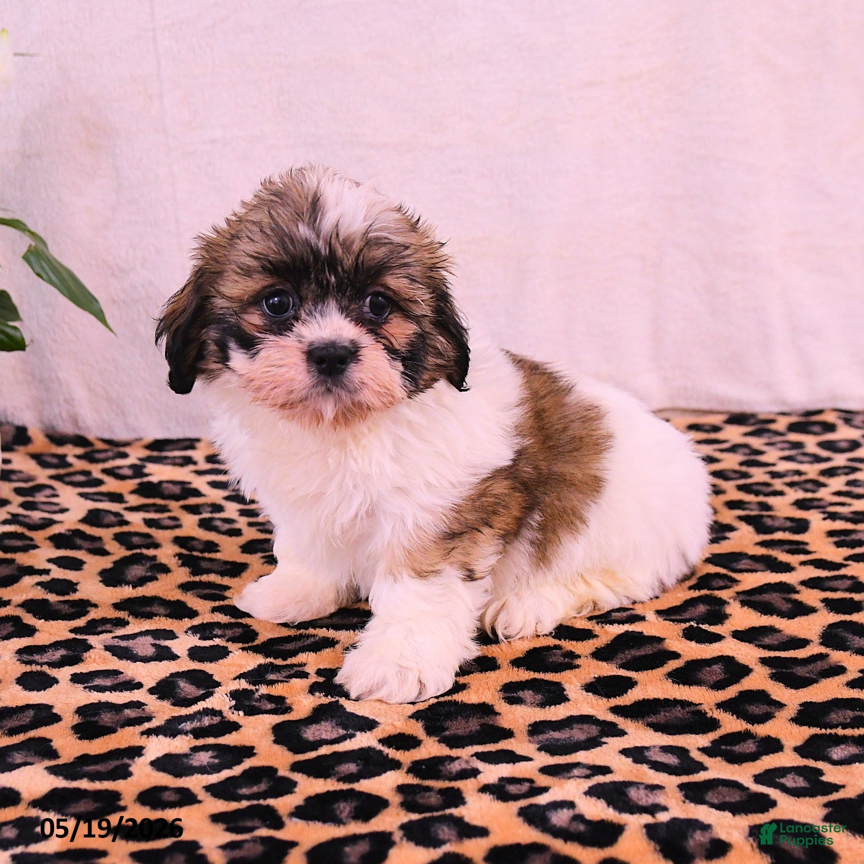 Shih Tzu dogs Jemima - Ad 2