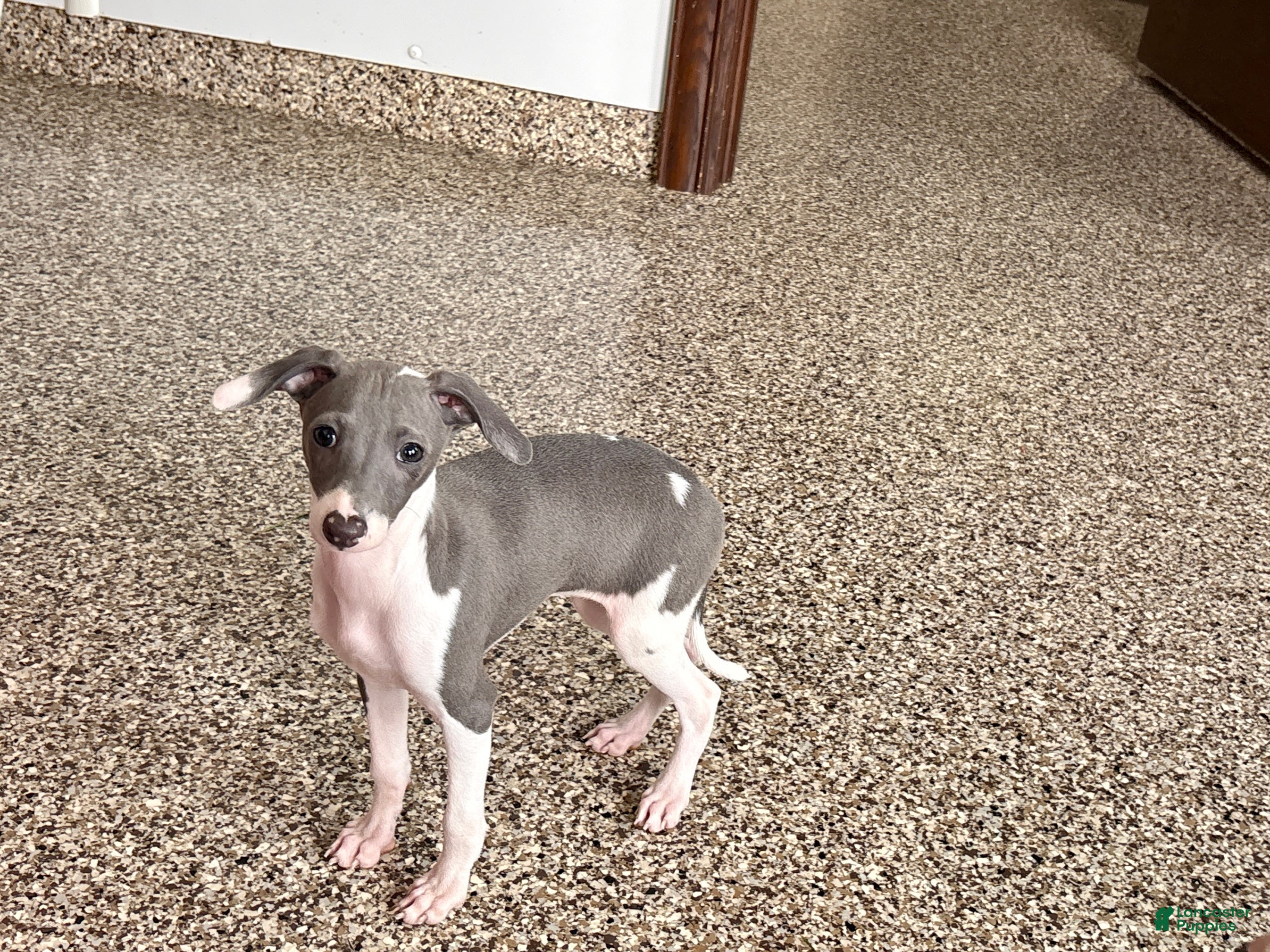 Italian Greyhound dogs Sydney  - Ad 1