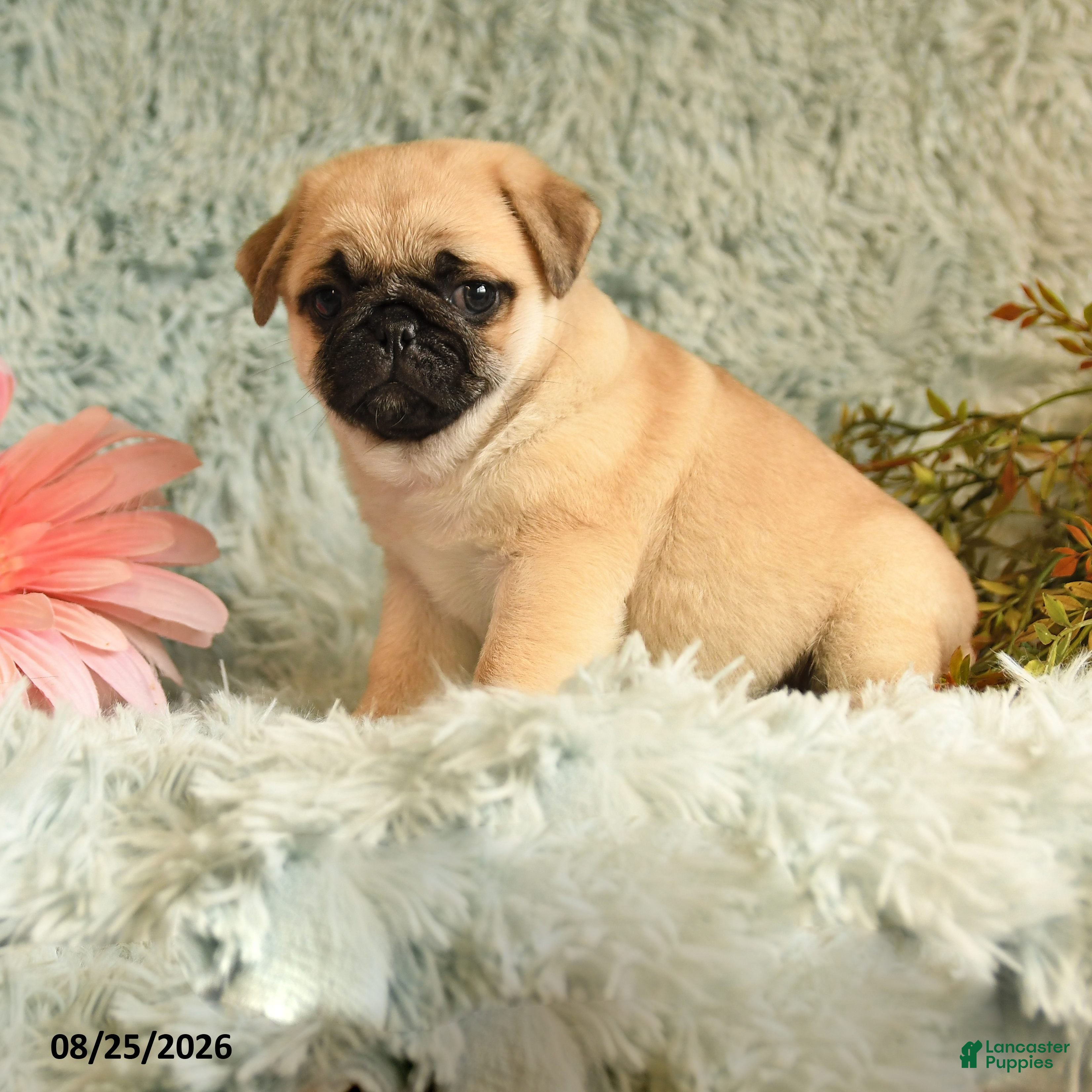 Pug dogs Bouncer - Ad 1